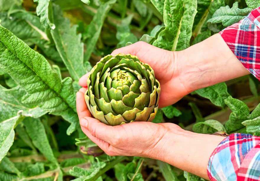 Discover the Benefits of Artichoke Extract for Your Skin Is Artichoke