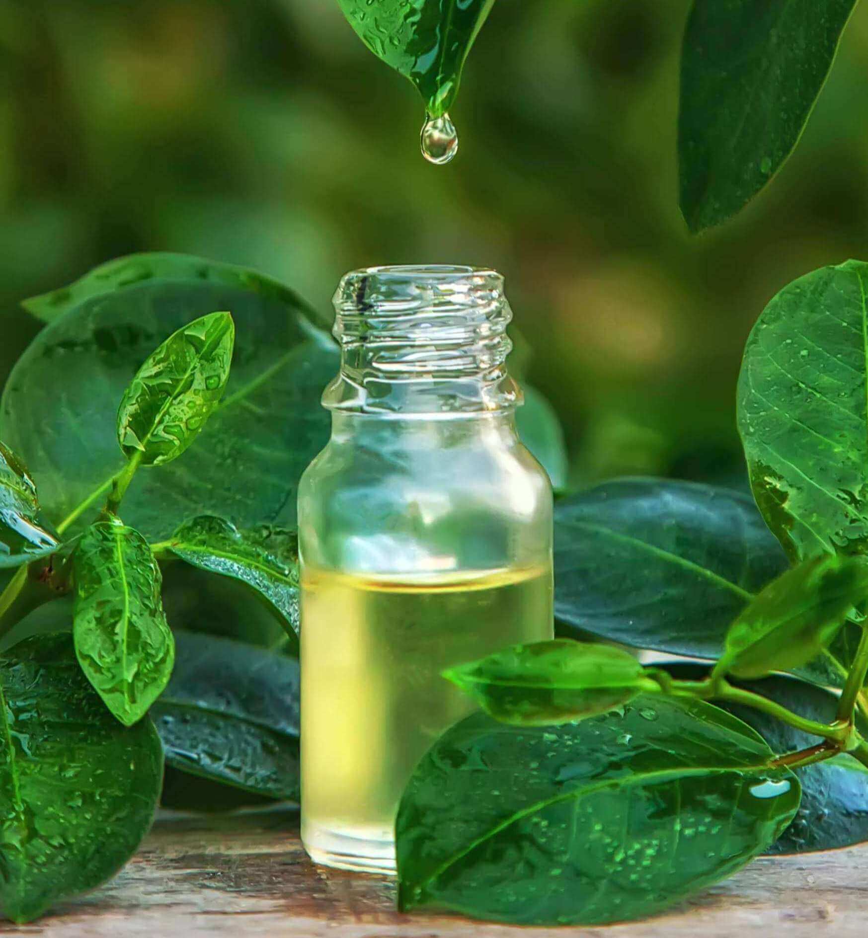 How Does Tea Tree Oil Benefit Acne? Reviva Labs