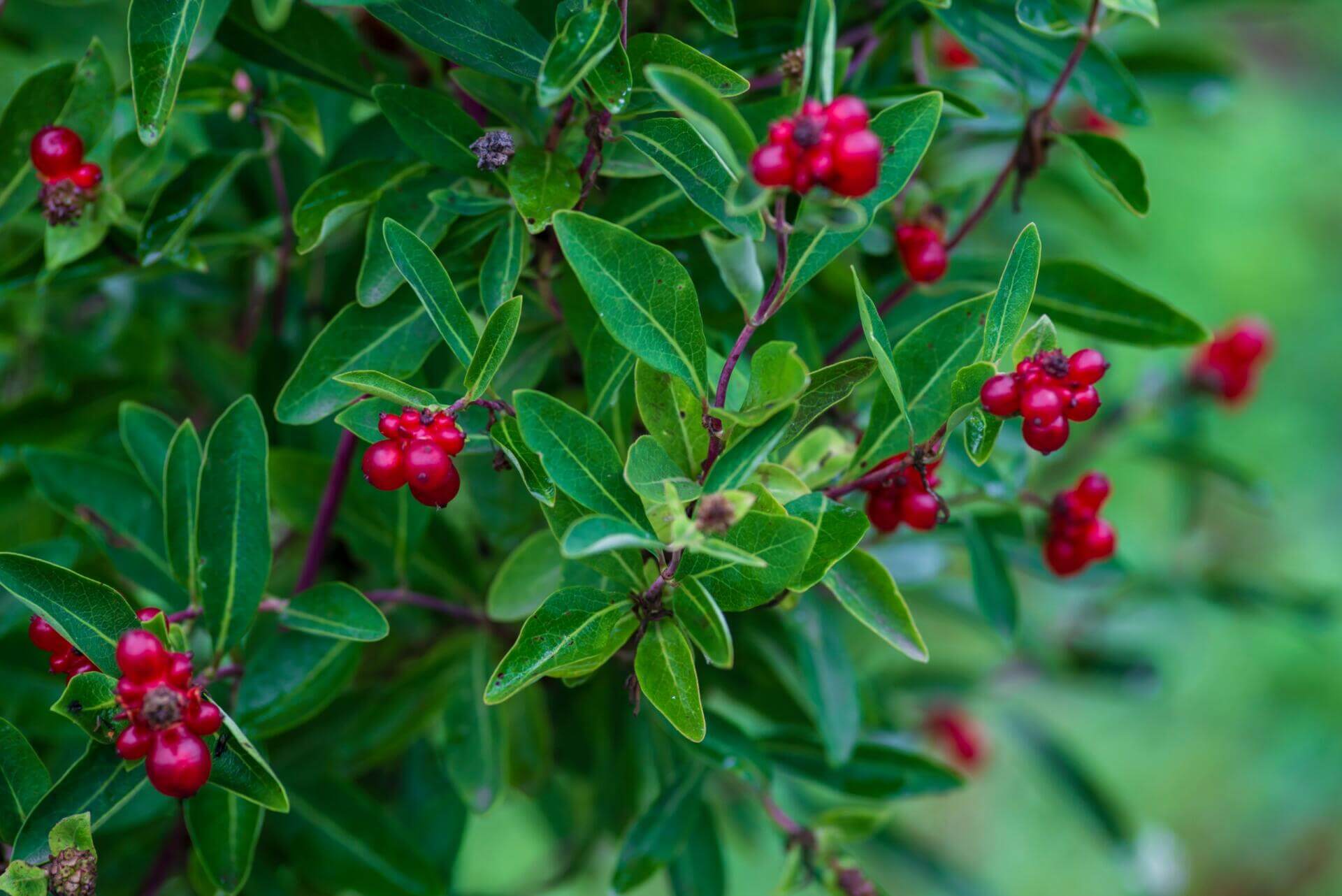 What is Bearberry and How Does It Help Your Skin? Reviva Labs
