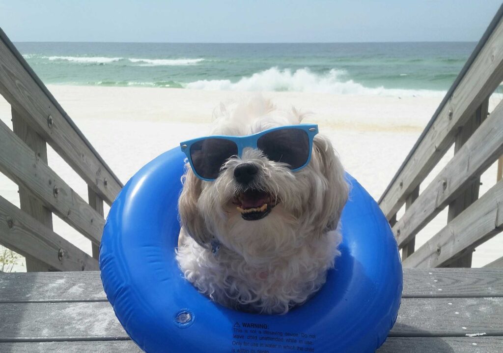cute pet in blue shades and inner tube on beach wa 2025 02 15 17 02 05 utc