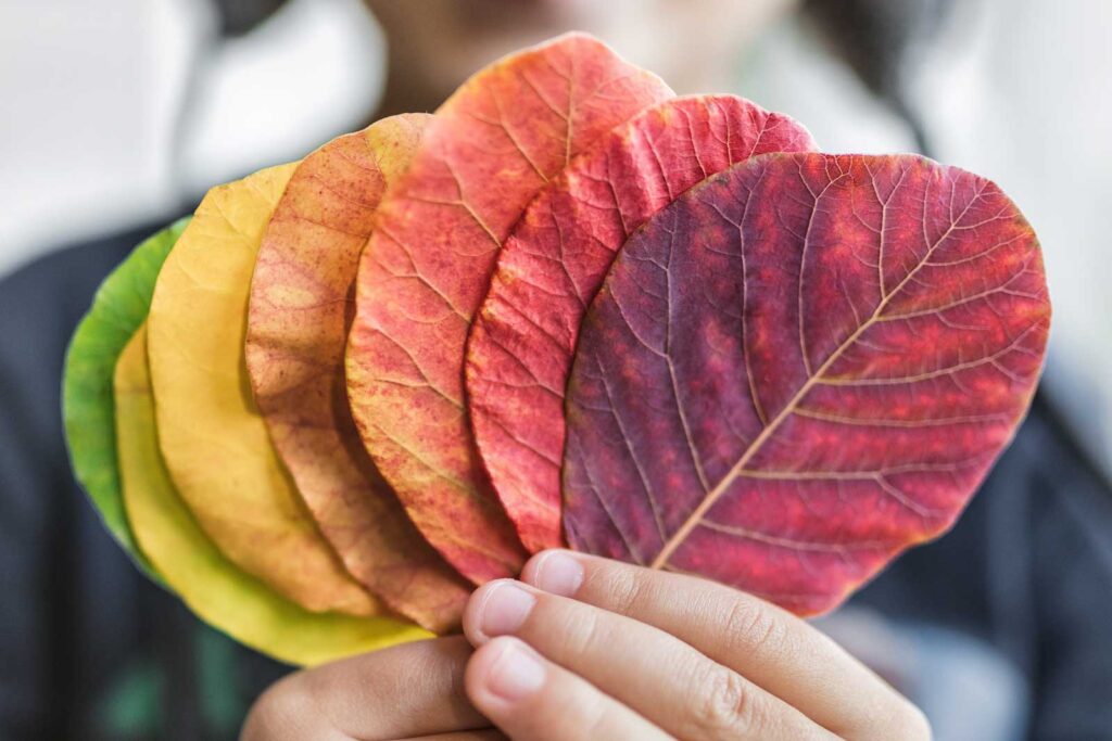 child holding a selection of colorful leaves 2024 09 20 21 28 42 utc