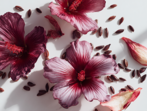 Red hibiscus flowers and seeds on white background.