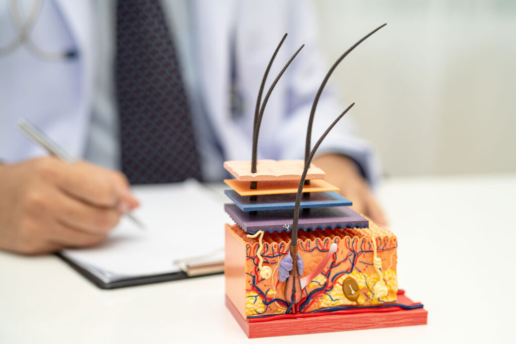 Human skin model on a doctor's desk
