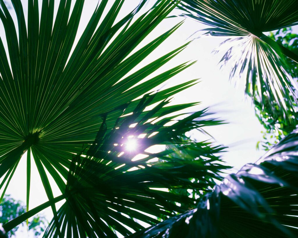Sunlight shining through tropical palm leaves