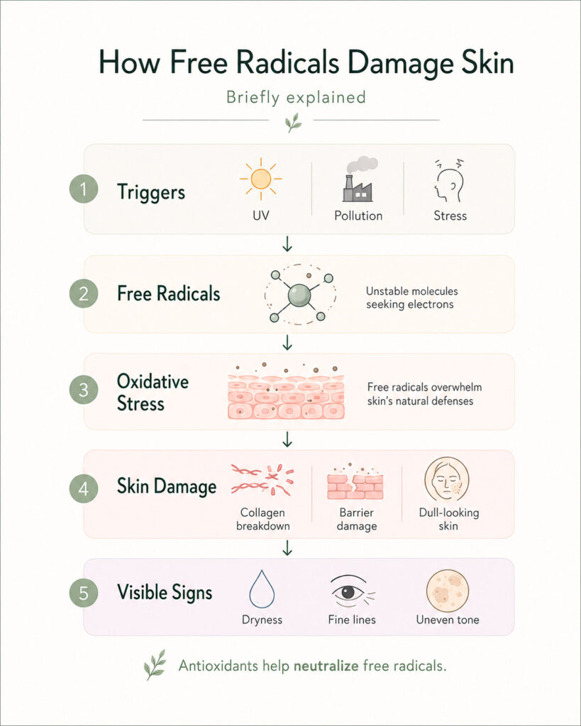 Infographic showing how free radicals damage skin