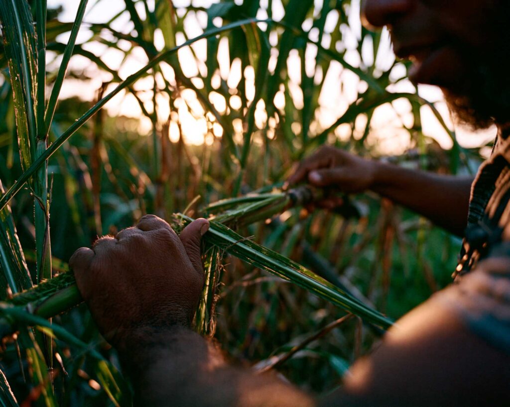 Farmer harvesting sugarcane at sunset