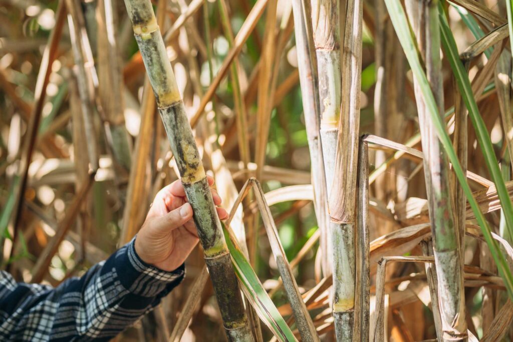 Hand holding sugarcane stalk in field
