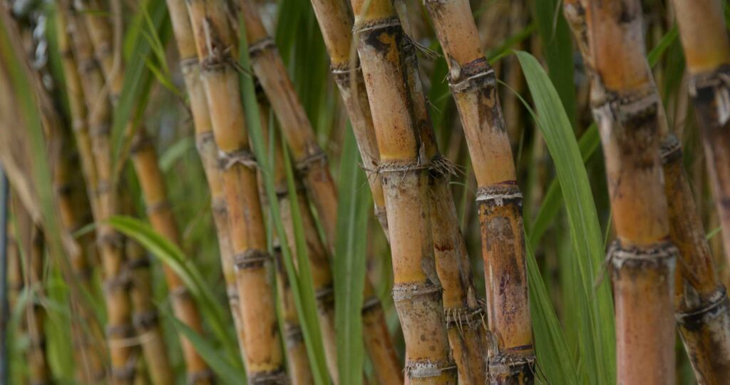 Close-up of sugarcane stalks in field