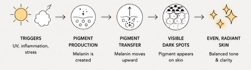 Infographic showing stages of skin pigmentation process