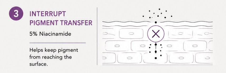 Niacinamide interrupting pigment transfer skin diagram